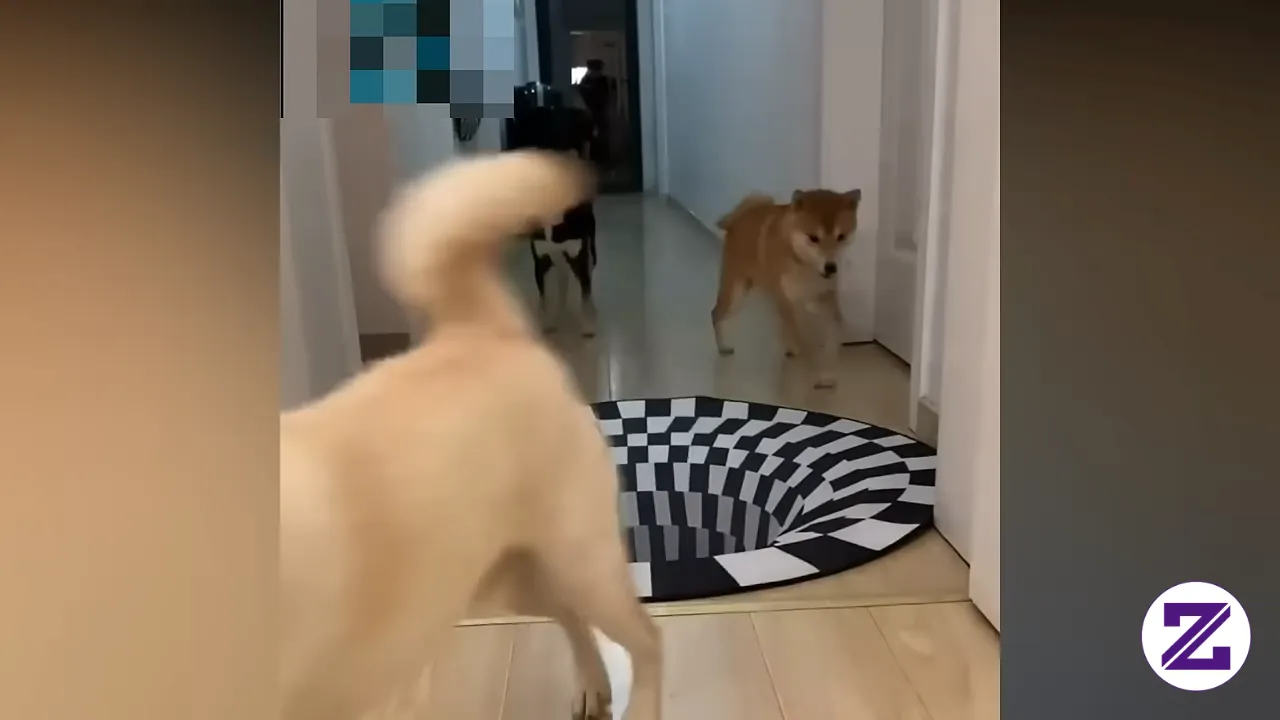 A 3D Rug That Fools The Dogs... #viral #shorts #trending