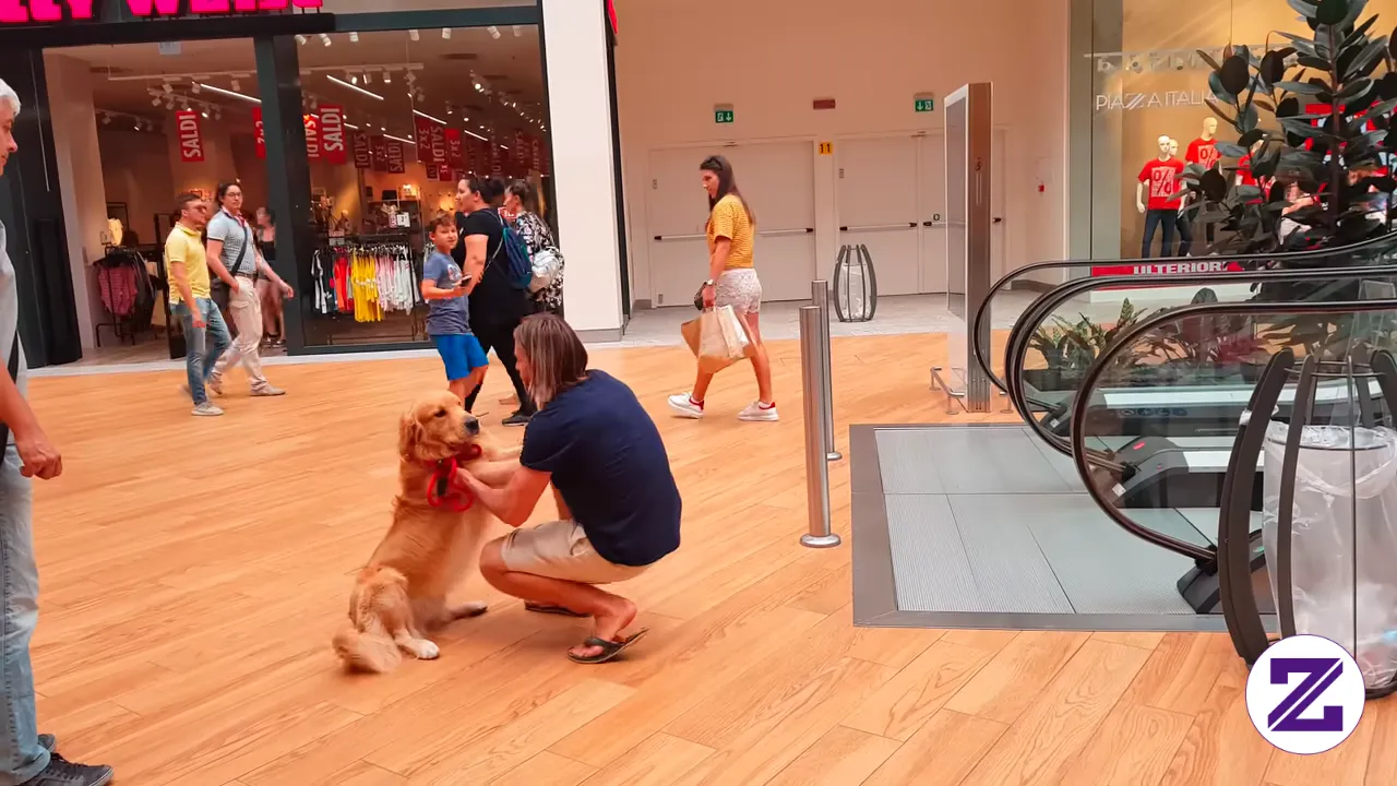 Dog Is Scared Of The Escalators #viral #shorts #trending