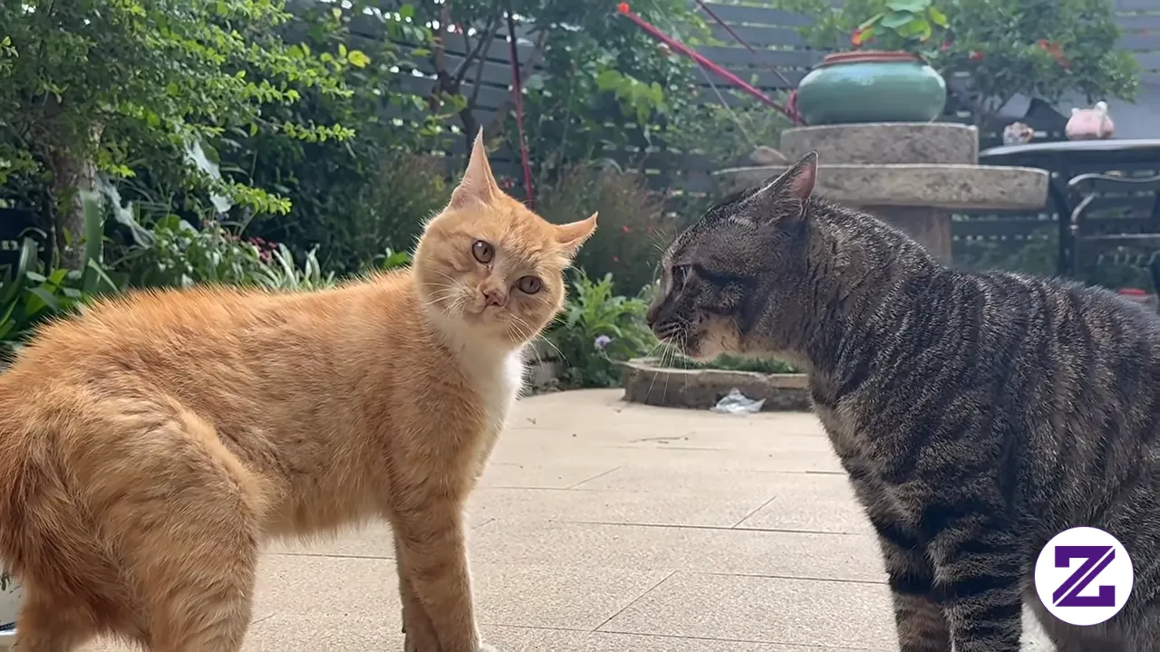 Talking Cats Are Too Funny! 🤣 Cute Cat Moments. Video Viral Dari Paws & Purrs,