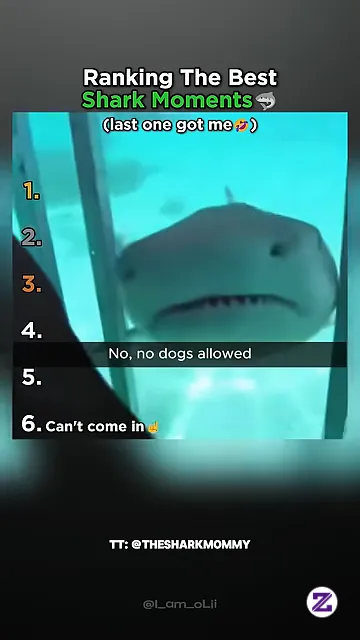 Ranking The Best Shark Moments EVER. Video Viral Dari OLii, Sudah Ditonton 18,6