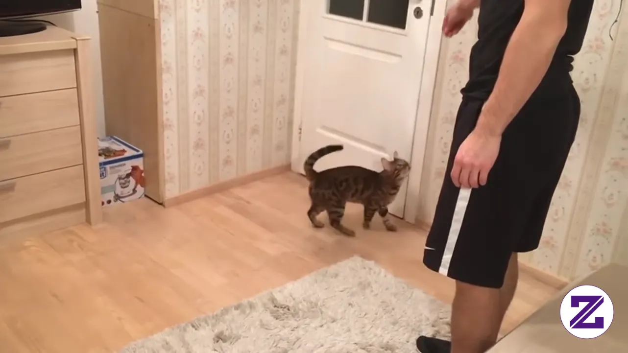 35 Удивительных Трюков От Бенгальского Кота (без Звука). Tonton Sampai Selesai.