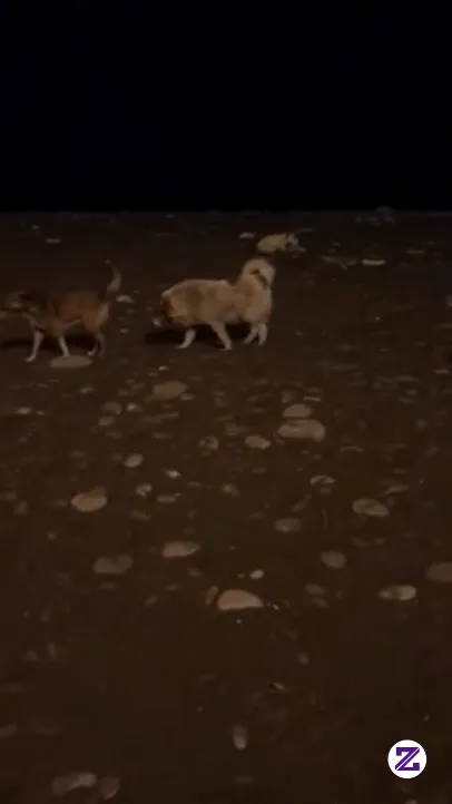 Batumi2025-dogs-at-night-near-magnolia. Tonton Sampai Habis, Jangan Lupa Follow!