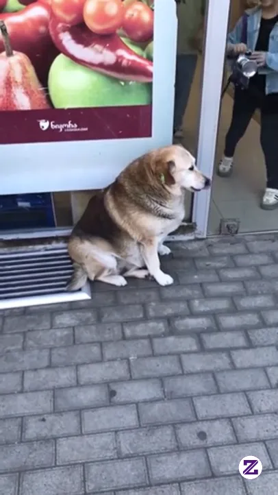 Batumi2025dog-baton. Video Viral Dari Vitaly Zdanevich. Yuk Tonton Sampai Habis.