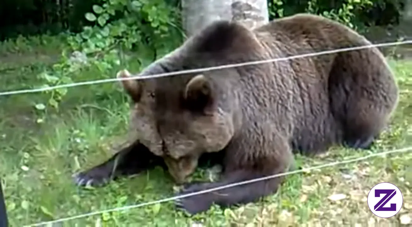 Bear In Bulgarian Four Paws. Video Viral Dari Scorpos. Yuk Tonton Sampai Habis.