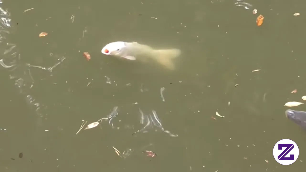 Koi Carp In A Park. Video Viral Dari The Nature Box. Jangan Lupa Like & Follow.