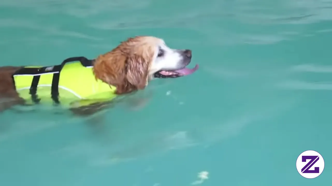 Golden Retriever Swimming The Doggy Paddle. Tonton Sampai Habis, Dijamin Seru!