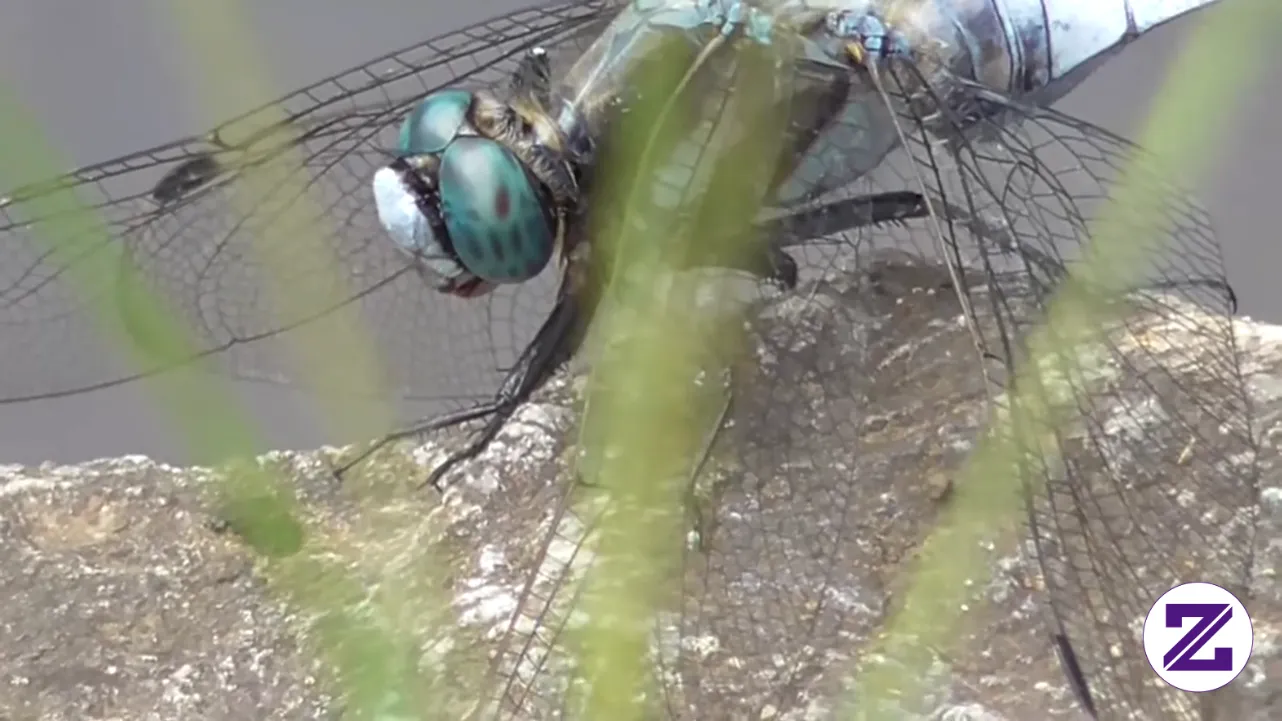 Male White-tailed Skimmer (Orthetrum Albistylum Speciosum) In Tokyo. Yuk Tonton!