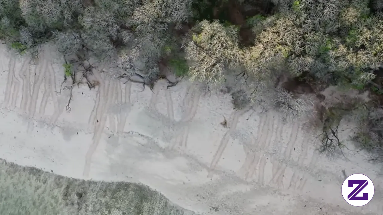 Aerial Views Of Green Sea Turtle Tracks In The Sand. Keren Banget! #viral #fyp