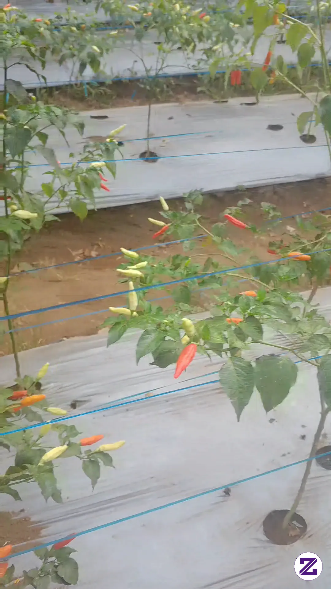 Cabe ORI Siap Petik