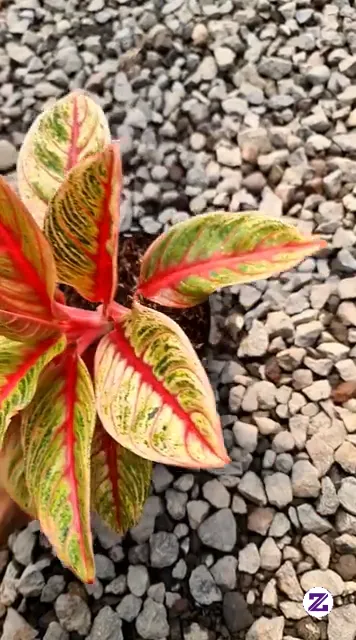 Tanaman Aglaonema Red Nancy