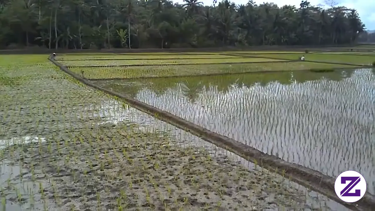 Doa Pagi Di Ujung Pematang
