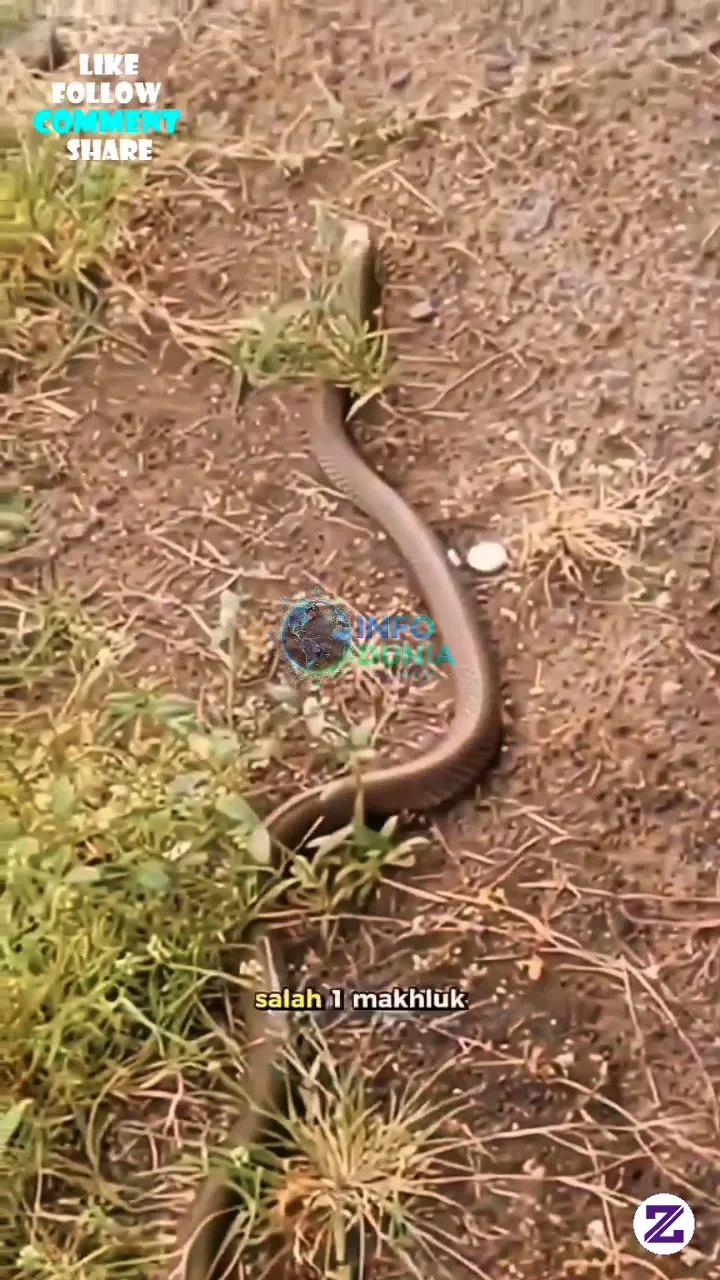 🐍⚠️ Jangan Tertipu Oleh Penampilannya! Ular Ini Termasuk Salah Satu Ular Paling