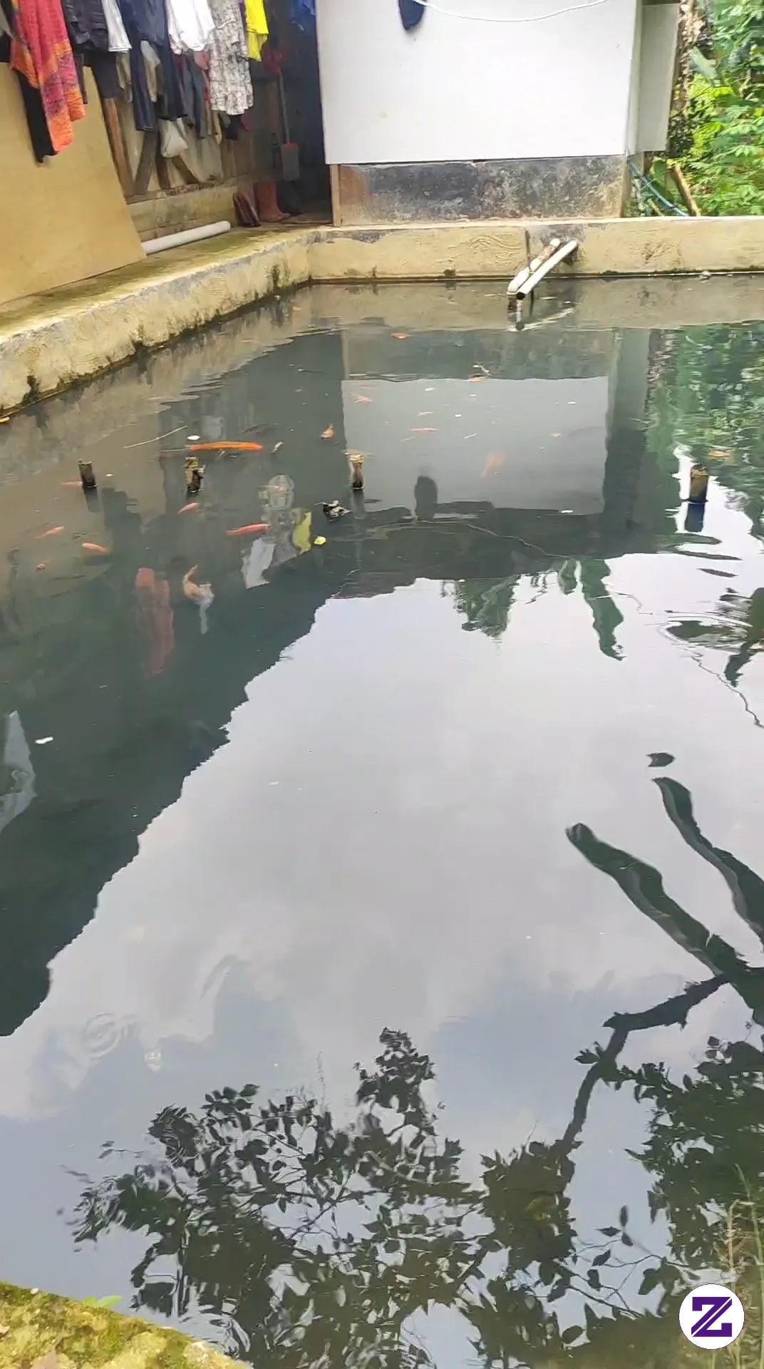 Duduk Di Pinggir Kolam Ikan Sambil Mengirup Udara Segar Pedesaan, Di Temani