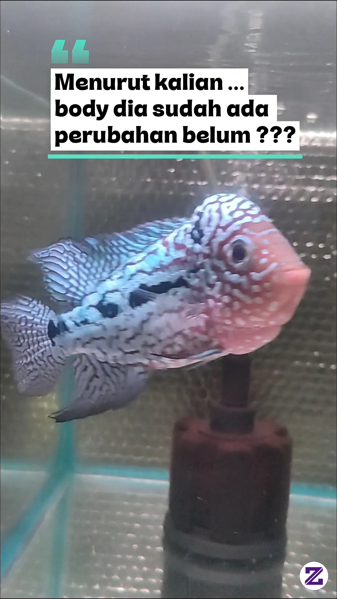 Louhan Kamfa Dengan Segala Keunikannya