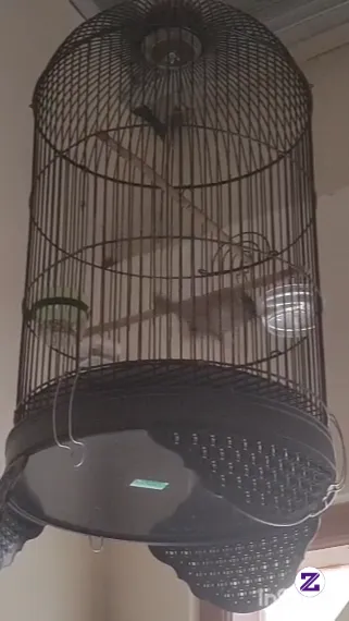 Ternyata Burung Ini Bukan Asli Indonesia 😮