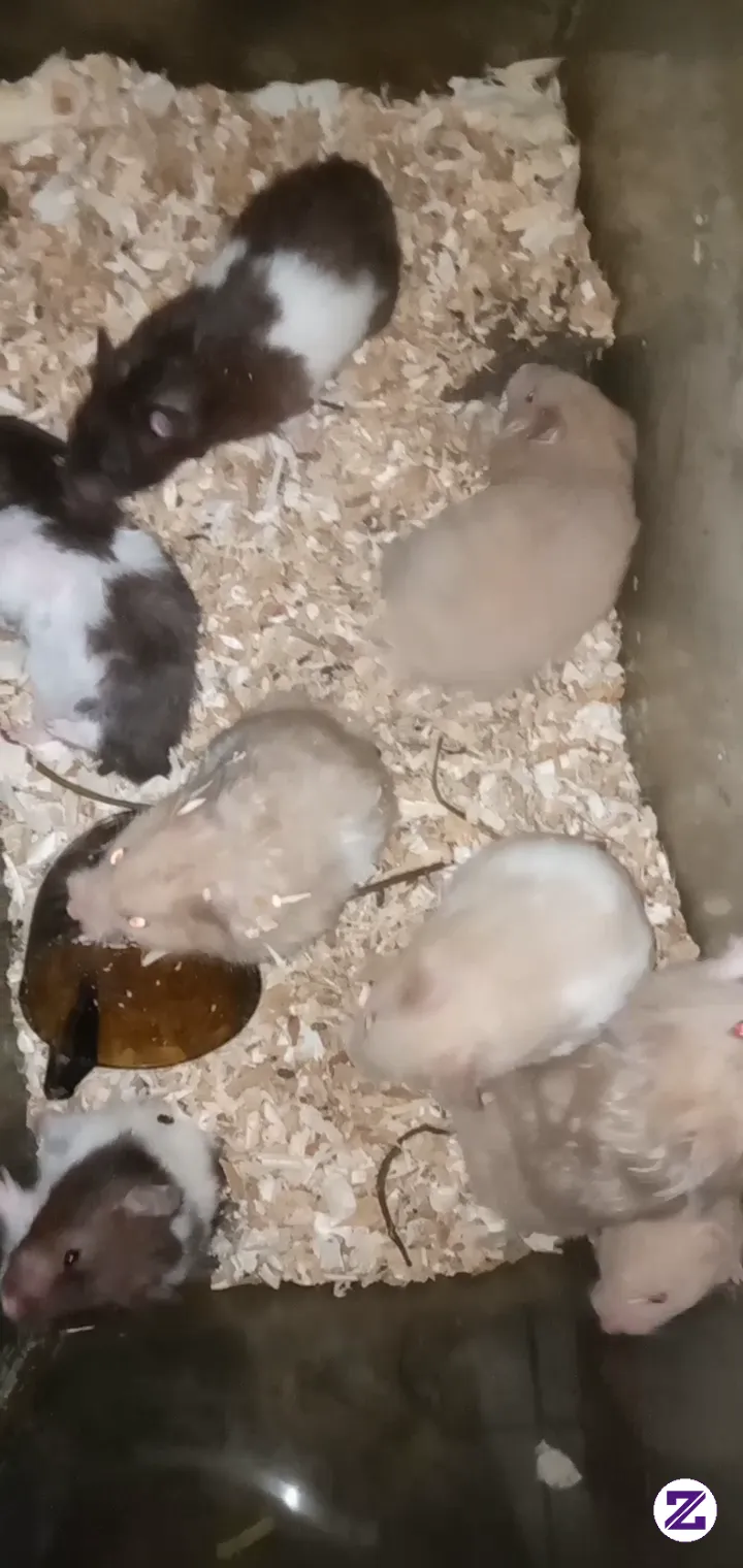 Aktivitas Hamster Dikandang, Hamster Aktif Di Malam Hari