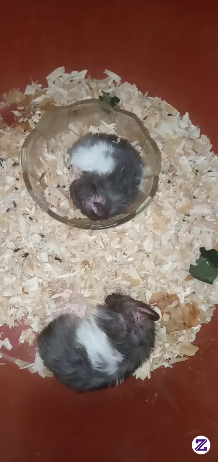 Hamster Lagi Tidur Pules