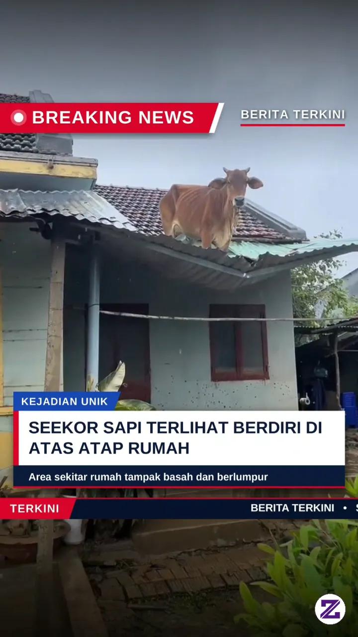 Seekor Sapi Terlihat Berdiri Di Atas Atap Rumah, Warga Heran