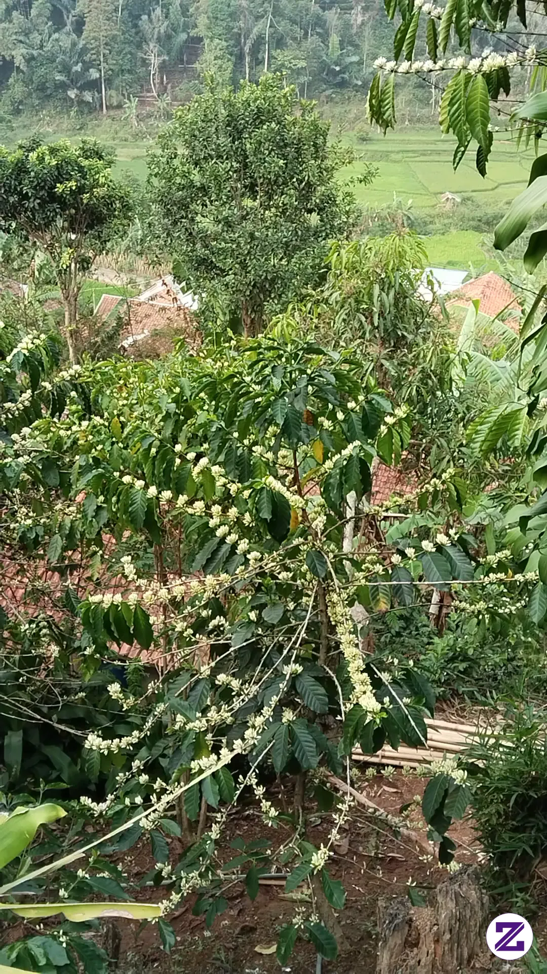Kopi Ku Berbunga