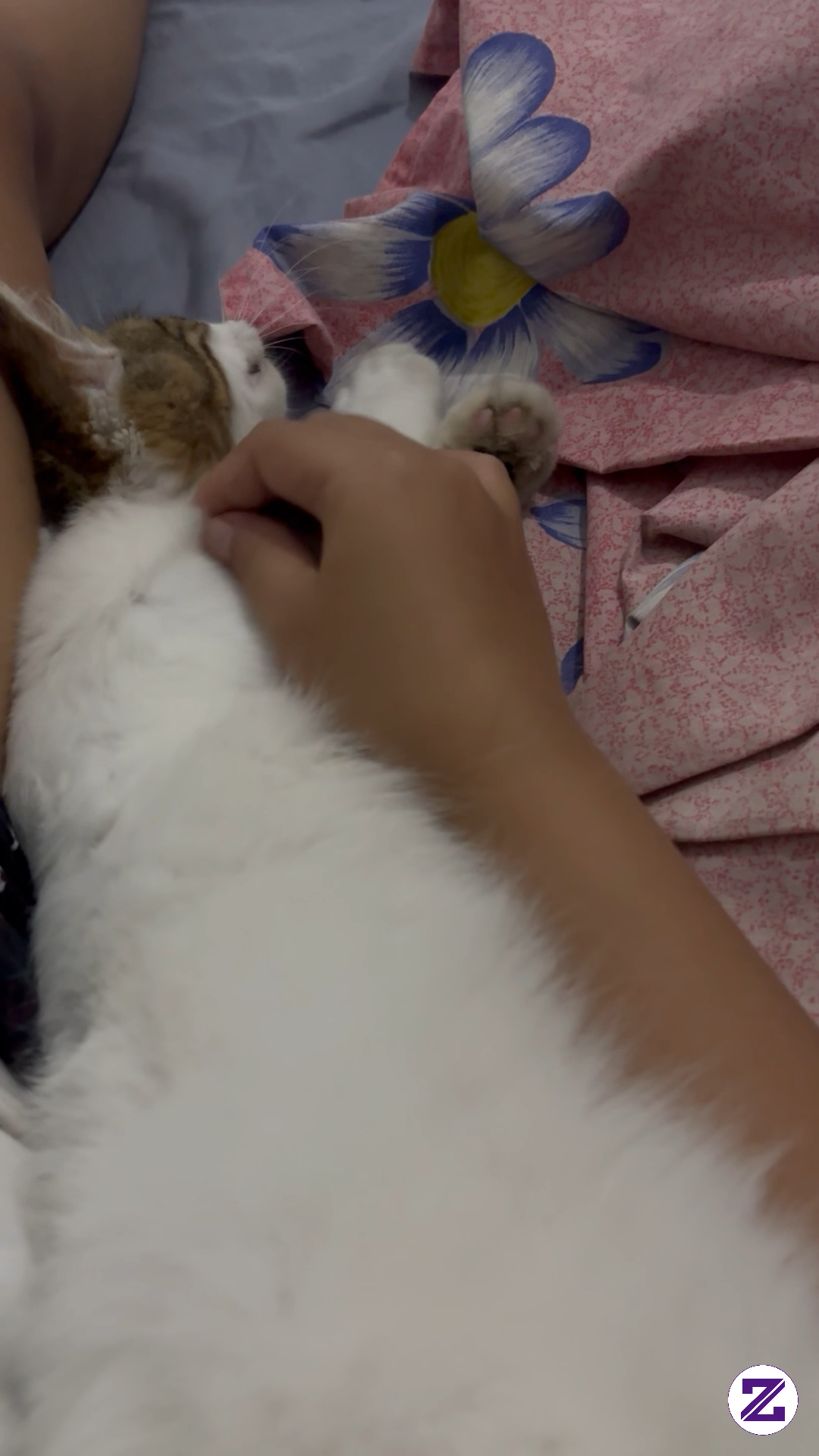Cat 🐈 Manja Lita