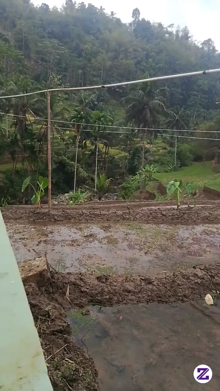 Alhamdulillah Sudah Mau Memasuki Musim Tanam Padi 🤲