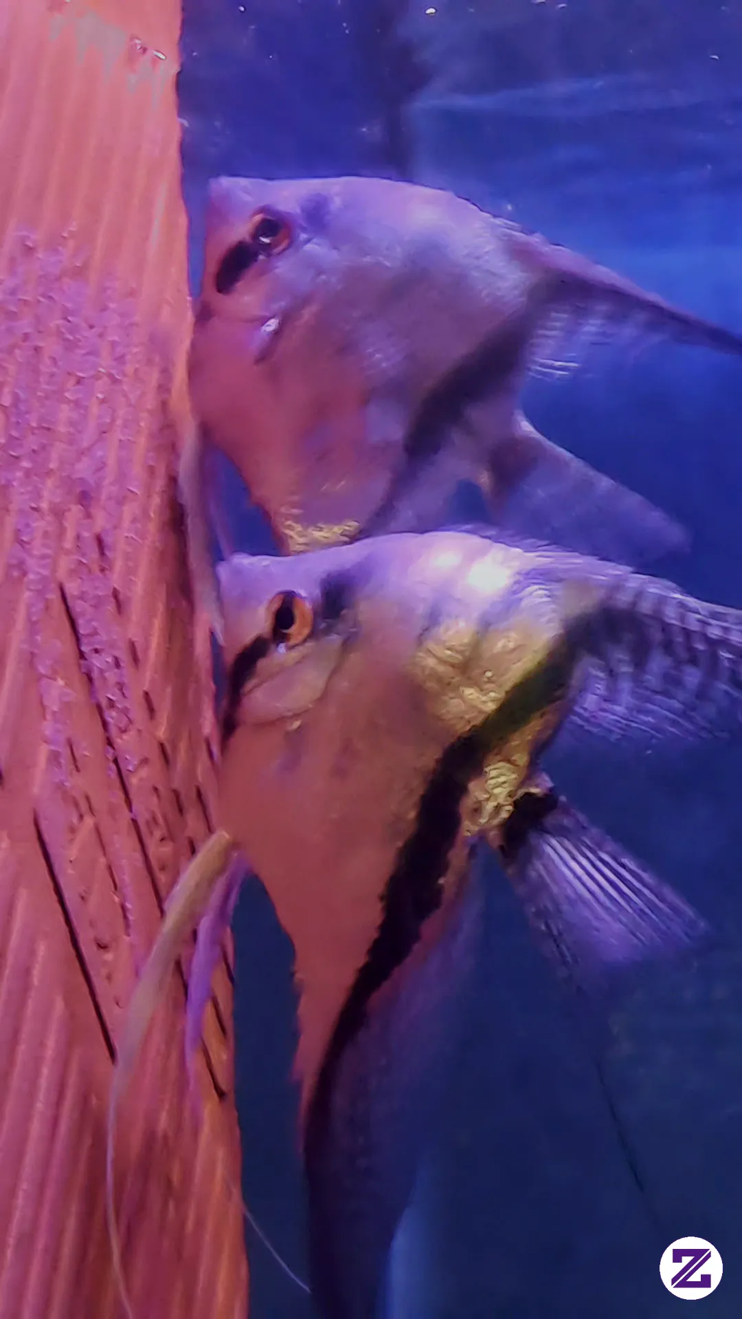 Cara Merawat Larva Ikan Manfish Yang Masih Sensitif Dan Lemah