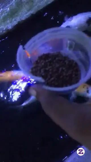 Ikan Makan