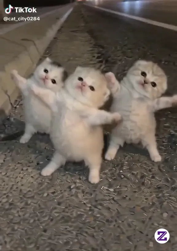 The Dancing Cat