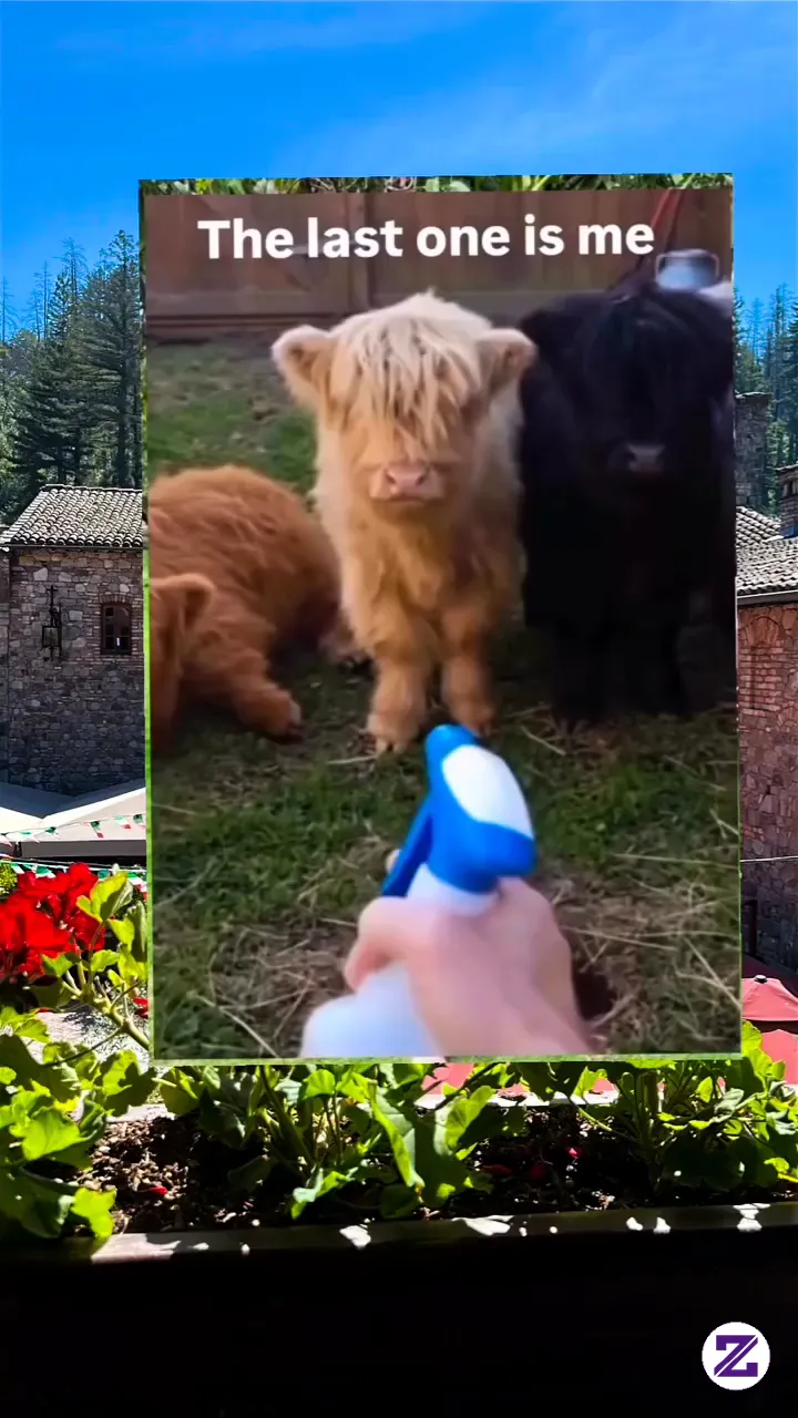 #Funny #Funnyanimals #FunnyReels #Highlandcow #highlands #Foryou #Viral #Fyp