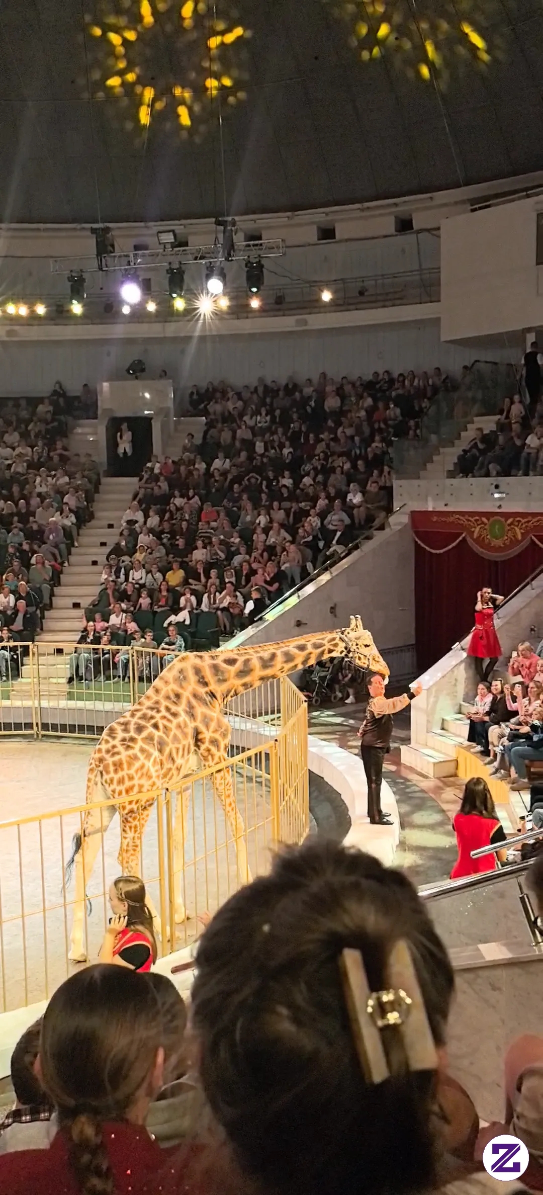 Tall, Gentle And Graceful — The Beautiful Giraffe I Saw Shining Bright During