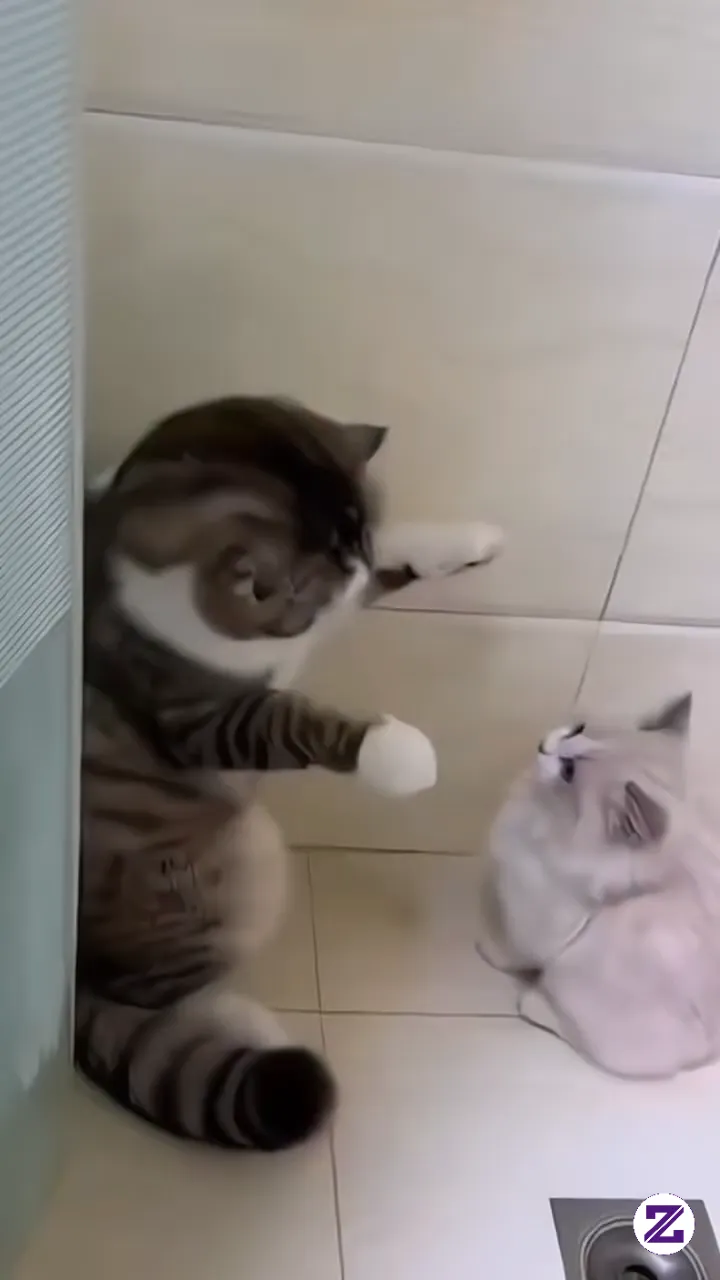 Cat Loved 🥰