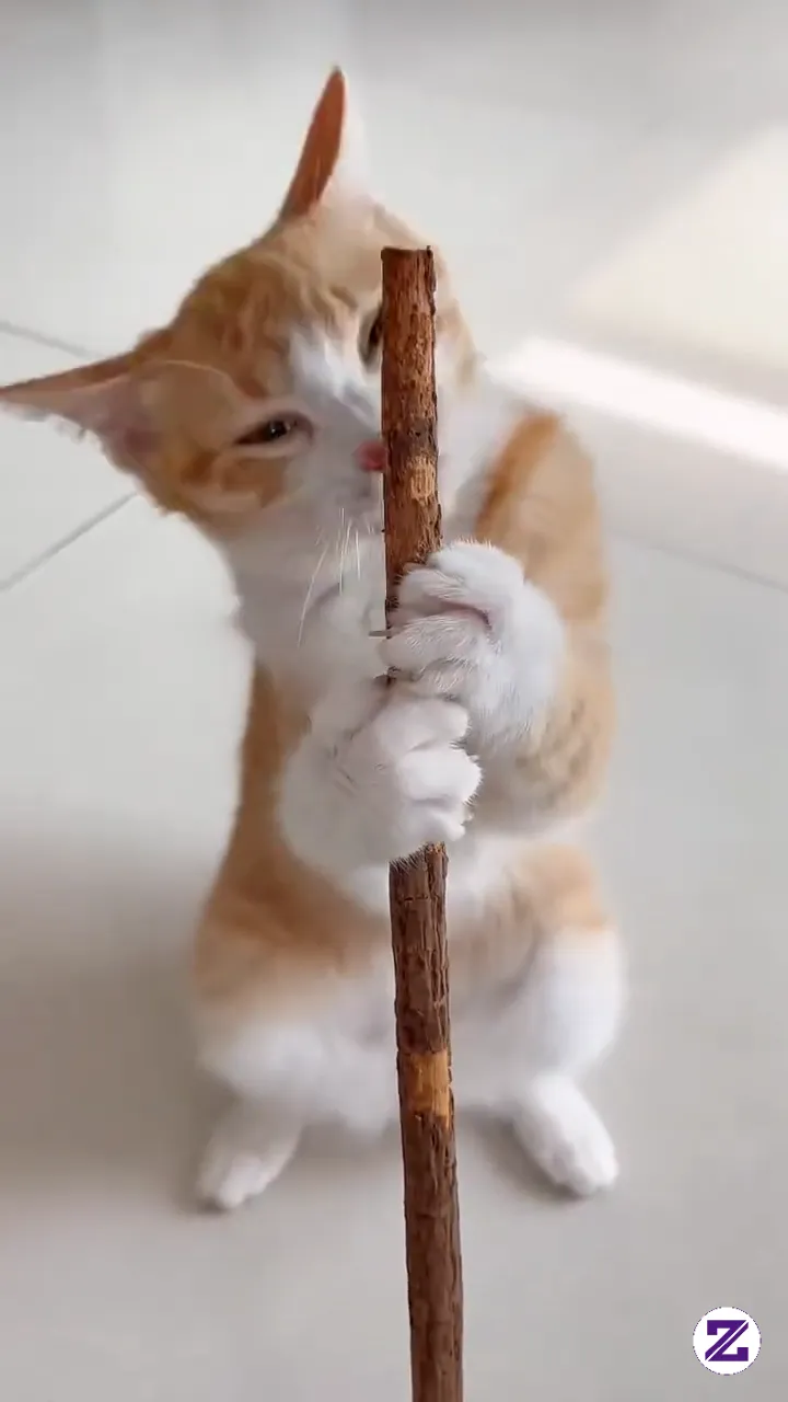 POV: You Gave An Orange A Wood Stick