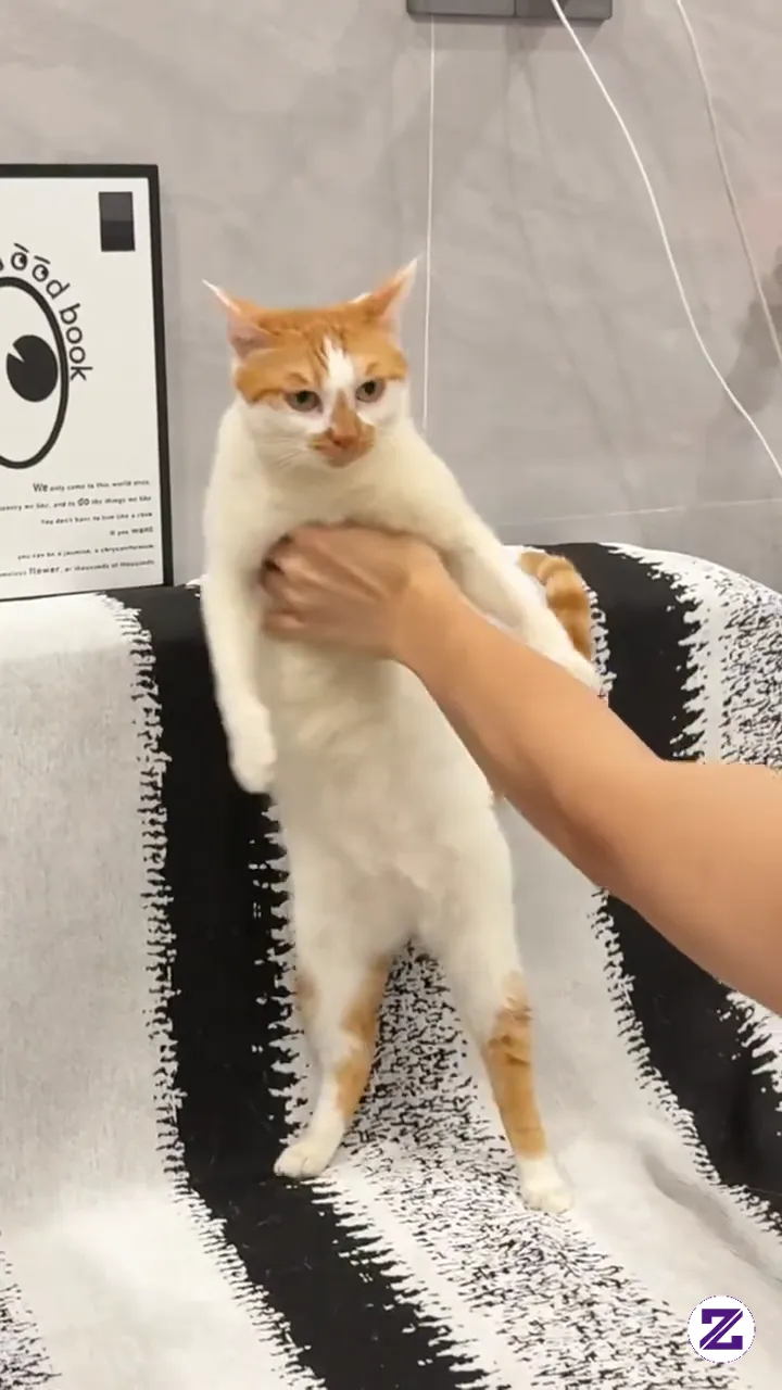 My Cat Thinks He's Human