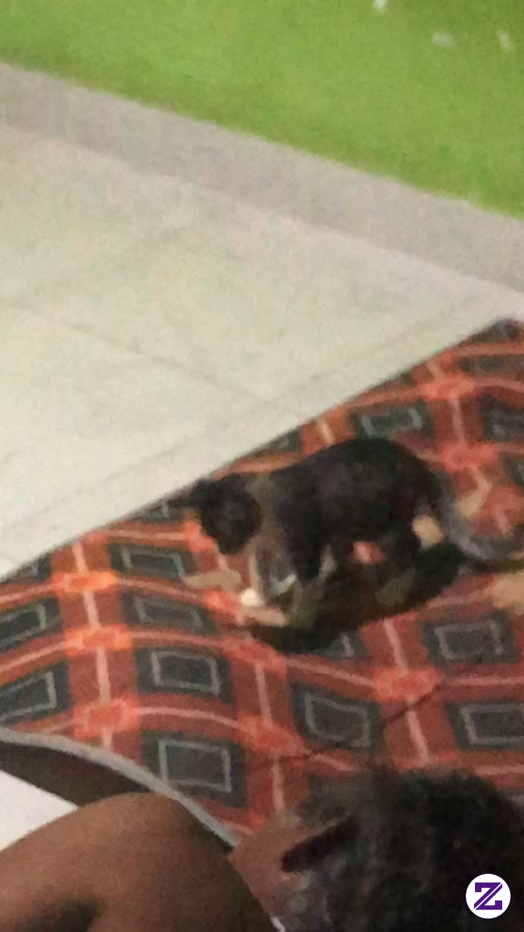 Plying With A Cat