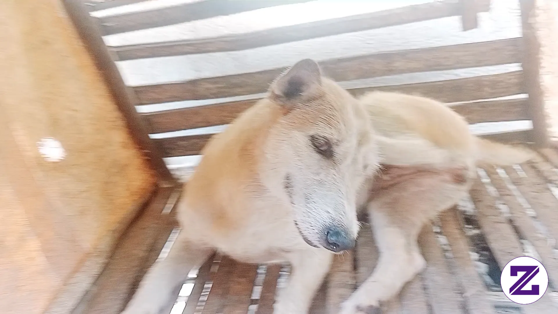 My Nana My First Pet