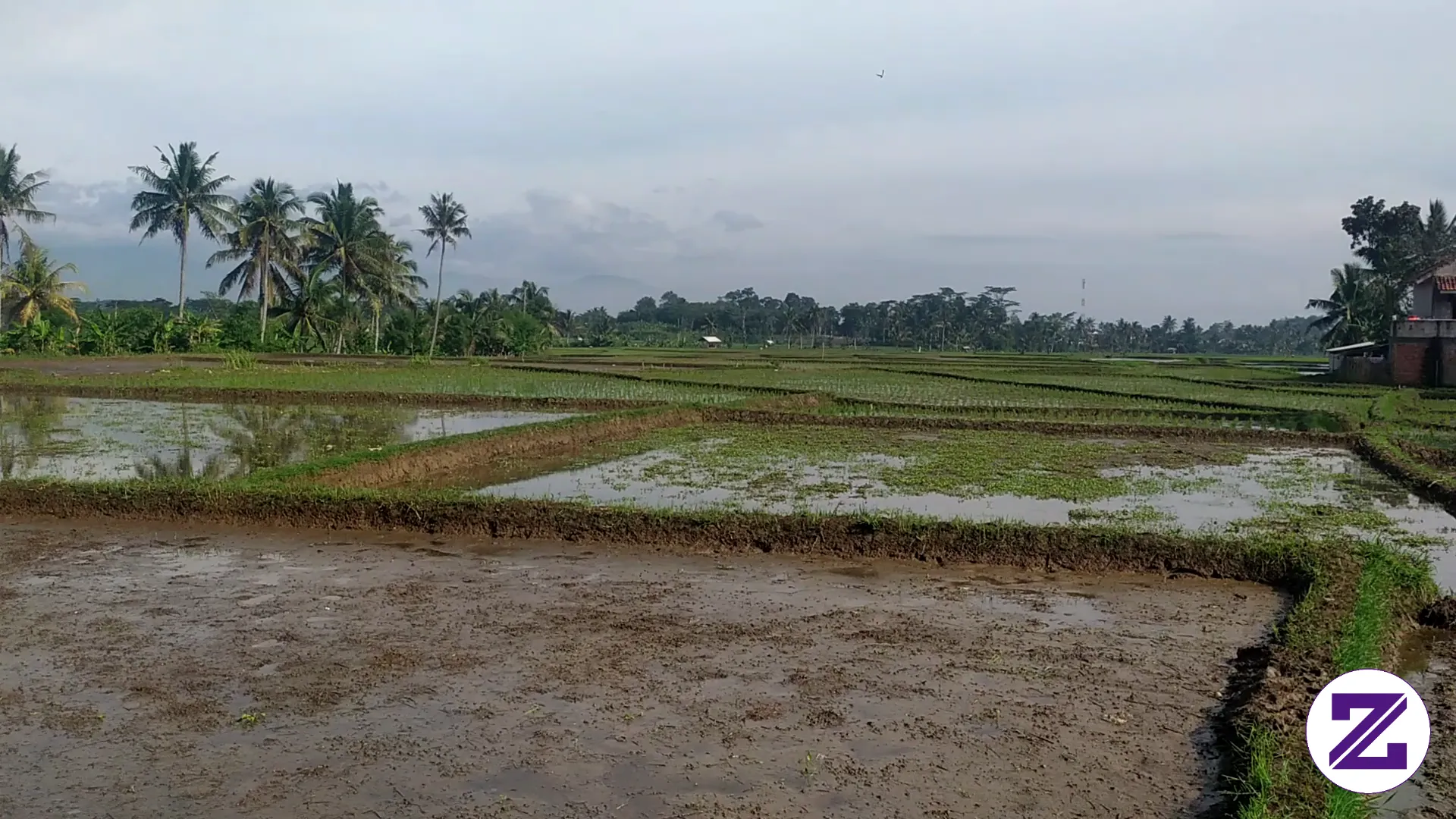 Jika Ingin Berkebun Bagus Buat Yang Mau,masih Banyak Persawahan