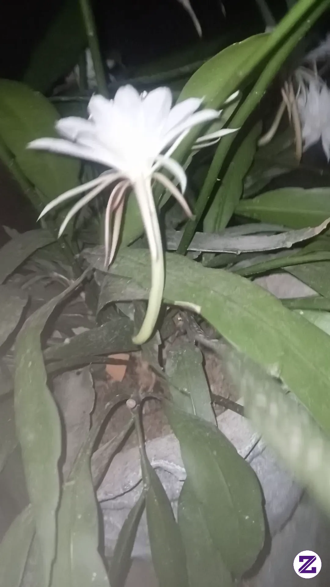 Bunga Wijaya Kusuma (Epiphyllum Oxypetalum / Epiphyllum Anguliger) Yang Sedang