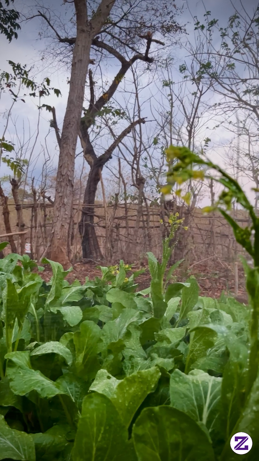 Sawi Caisim Yang Siap Panen, Sayur Organik #sayurorganik