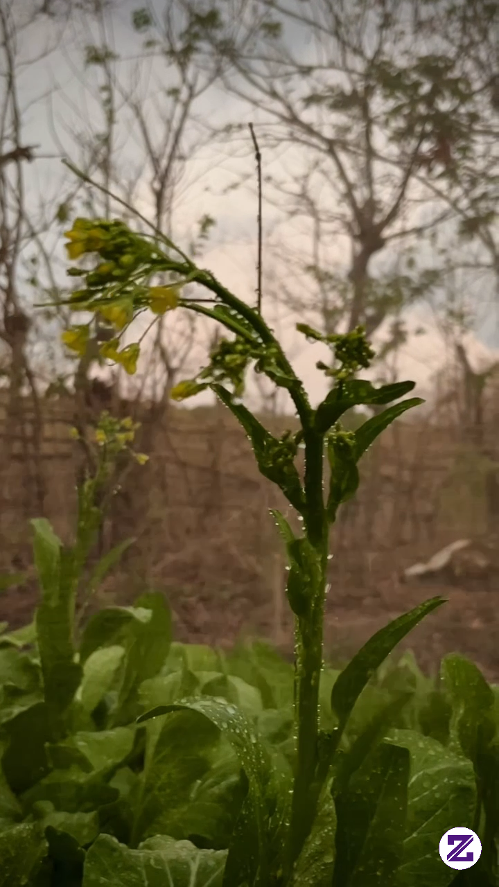 Sawi Caisim Sudah Berbungatapimasihamanuntukdikonsumsi #sayur #sawi
