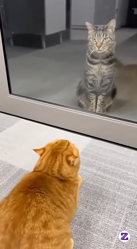 Kucing Oyen