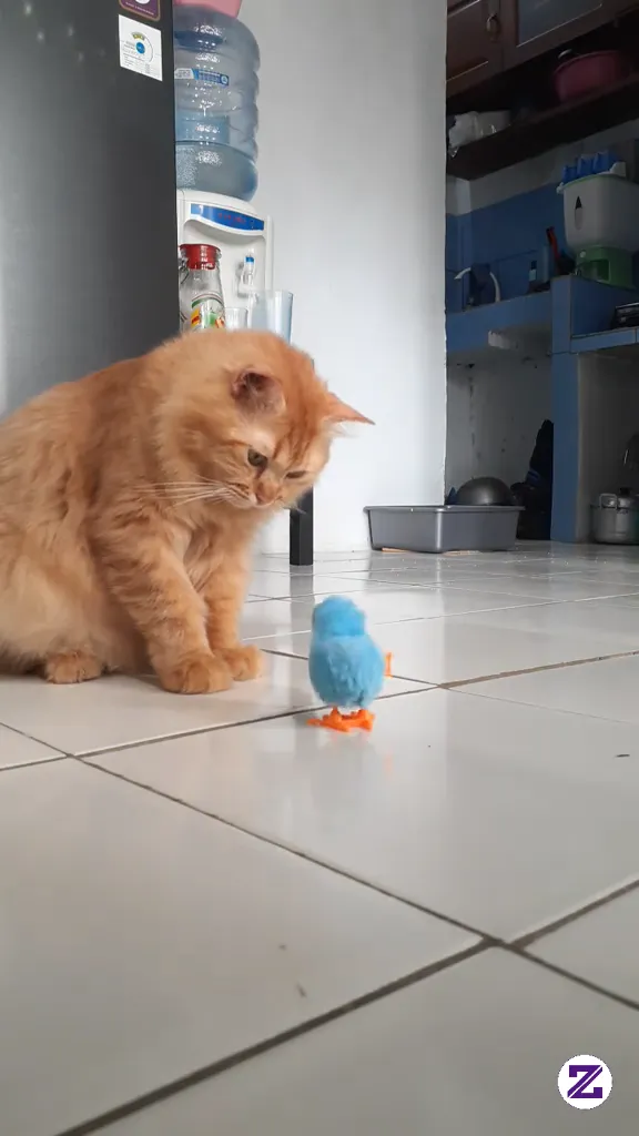 Mainan Apa Nih Bingung Oyen