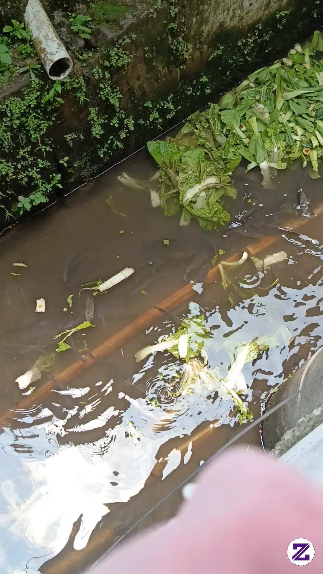 Memberi Makan Ikan Mujair Dengan Sayuran