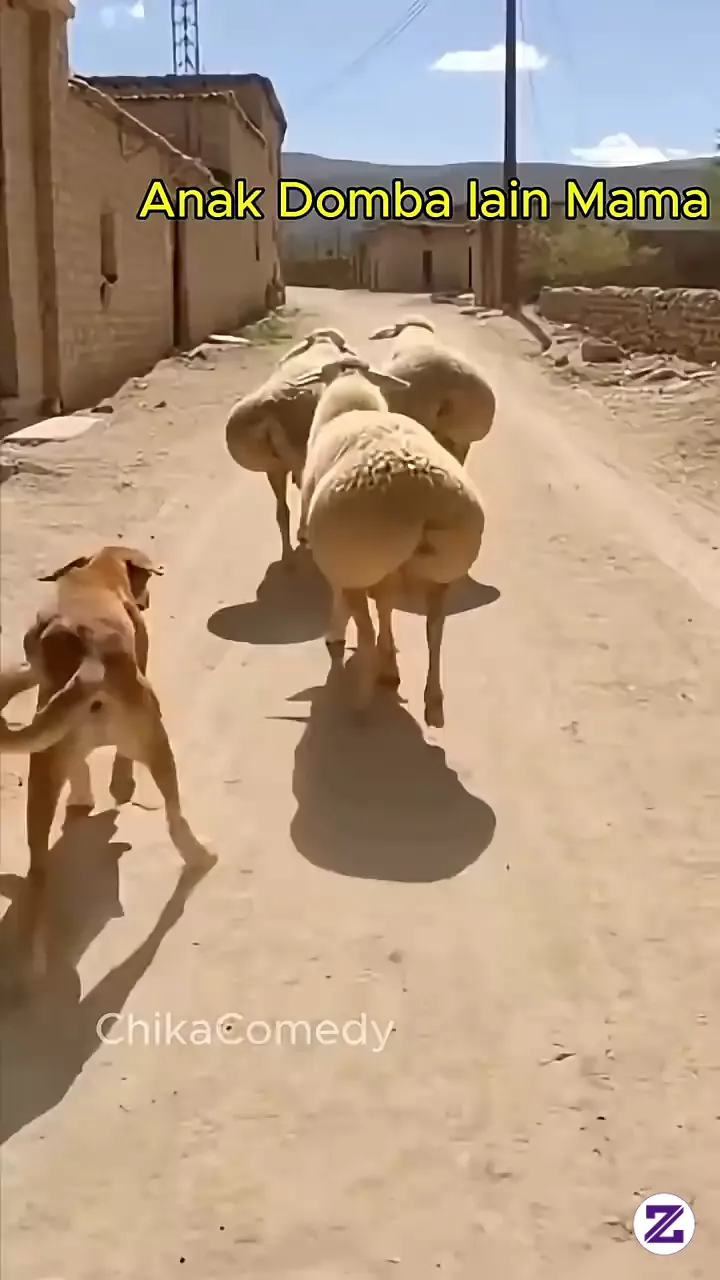 Tingkah Laku Absurd Para Binatang Lucu🤣🤣🤣