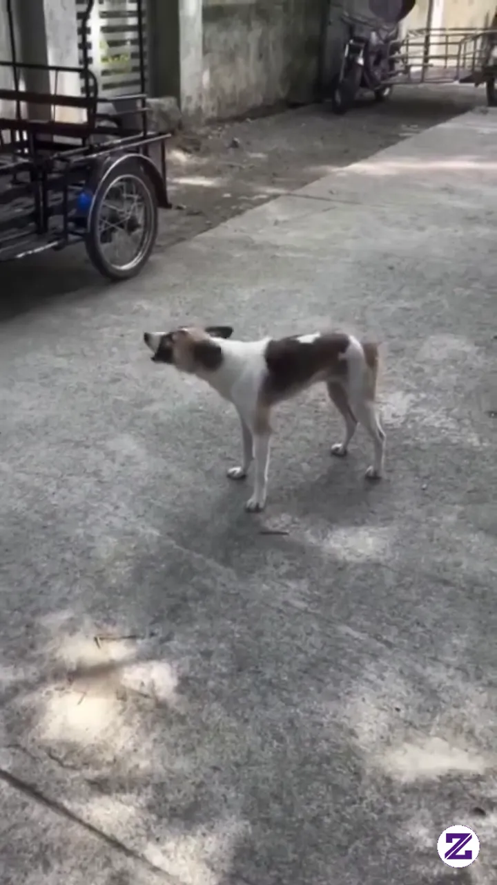 Suara Nyah Aneh