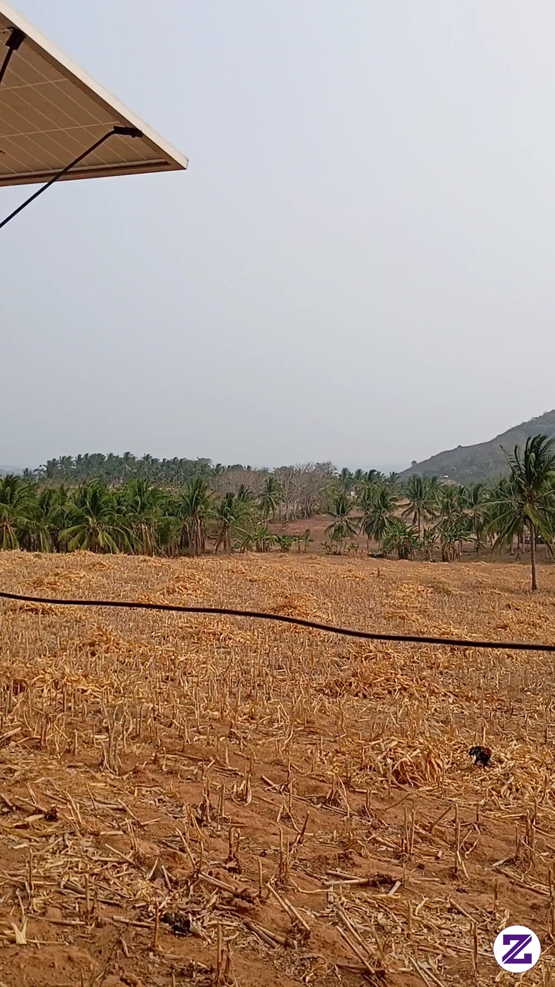 Berburu Kelapa Muda