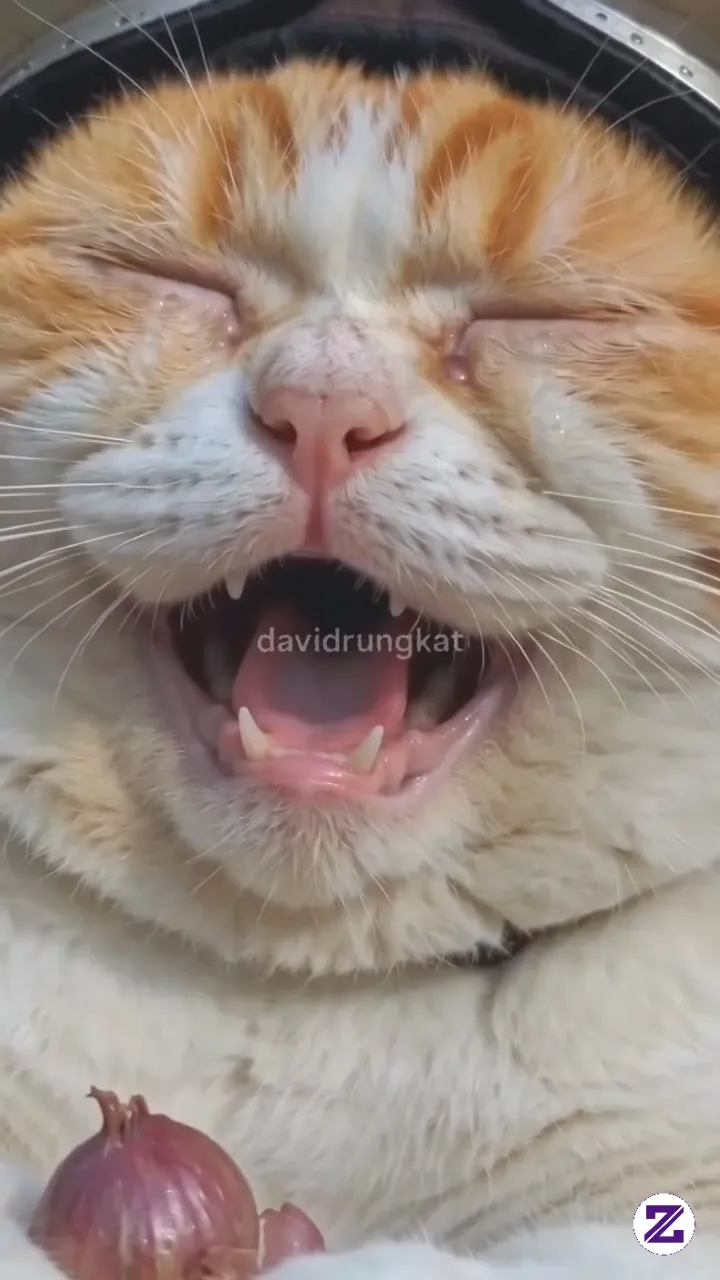 Si Oyen Nangis Bukan Karna Bawang Nya ..