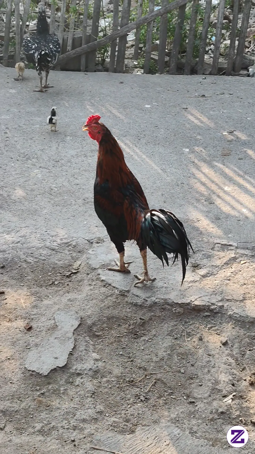 Hanya Pertenak Ayam Kampung...Kalau Mau Di Beli Yo Oleh 😁😁👍