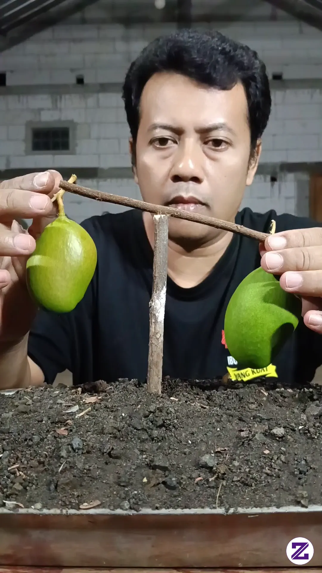 Panen Mangga Dari Kebun 🥭