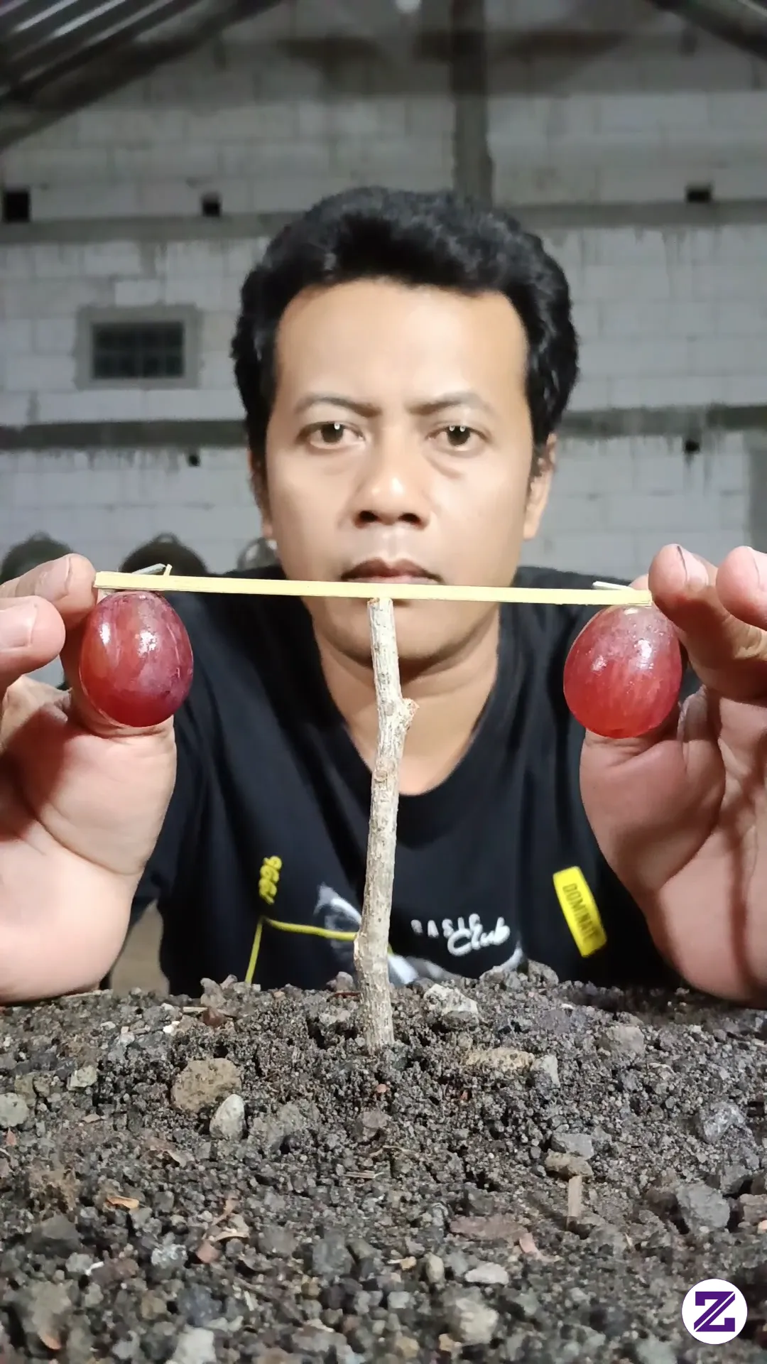 Memikul Anggur:apa Yang Akan Saya Lakukan Dengan Anggur Ini, Tonton Video Ini