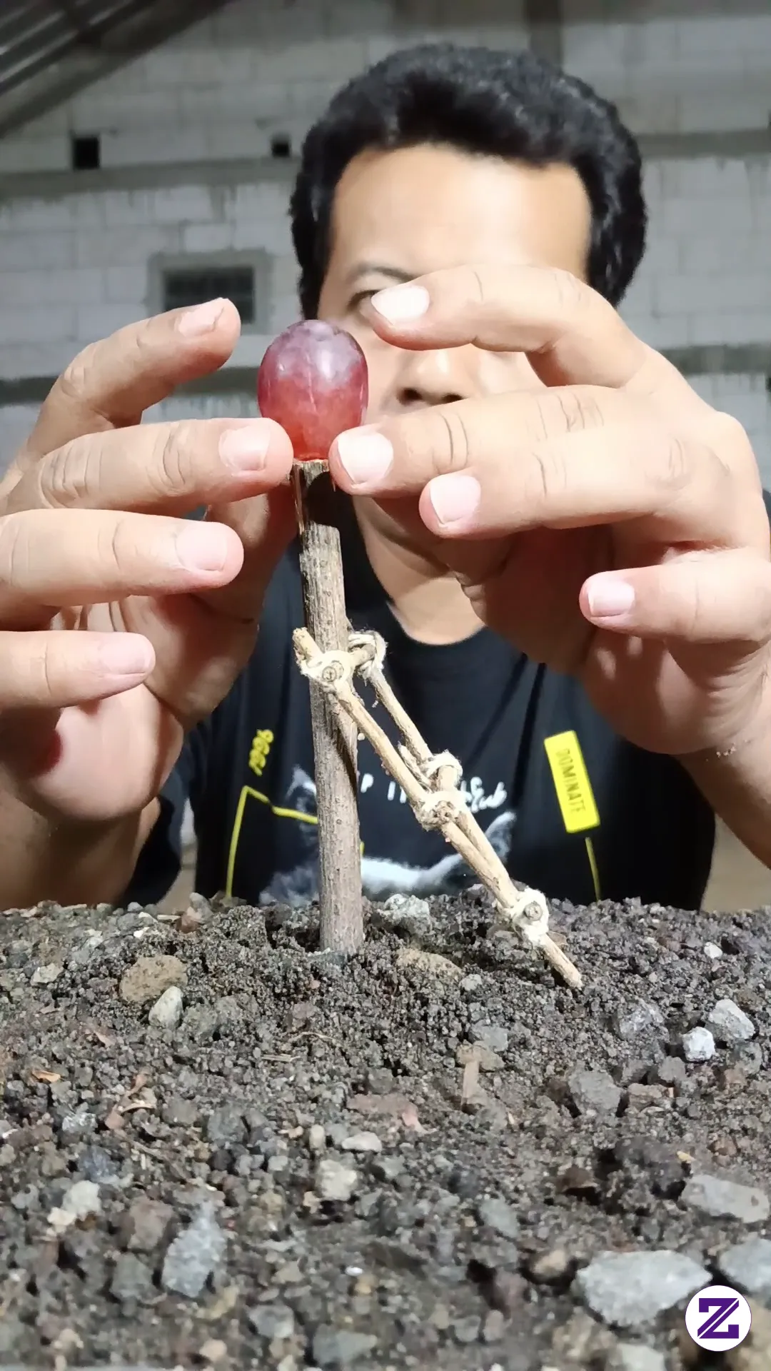 Anggur,mengambil Buah Anggur